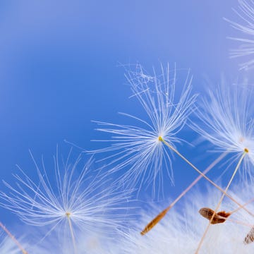 Dandelion. dandelion seeds being blown in the wind