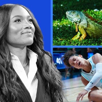 collage featuring a sports celebration wildlife and a beach scene