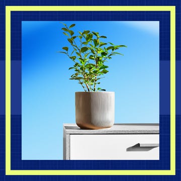 Potted plant on cabinet with blue sky background, framed by yellow and blue geometric borders.