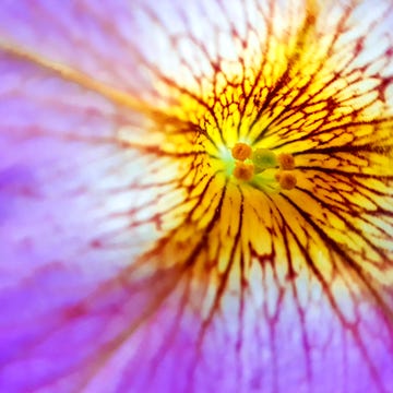 Flower macro macro picture of a flower taken with mobile phone