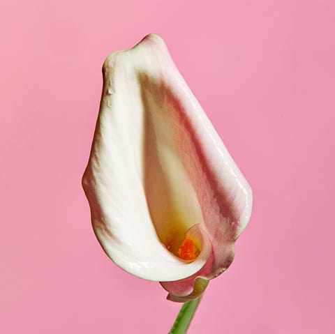 flower flower