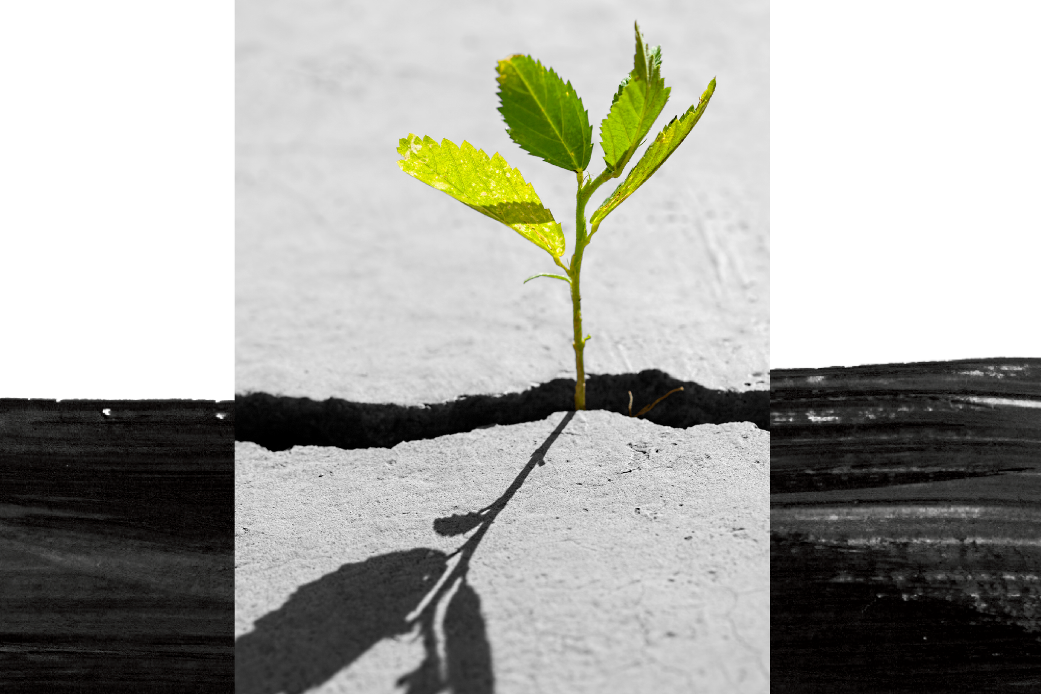 A small green plant growing through a crack in a concrete surface, casting a shadow. A small green plant growing through a crack in a concrete surface, casting a shadow.